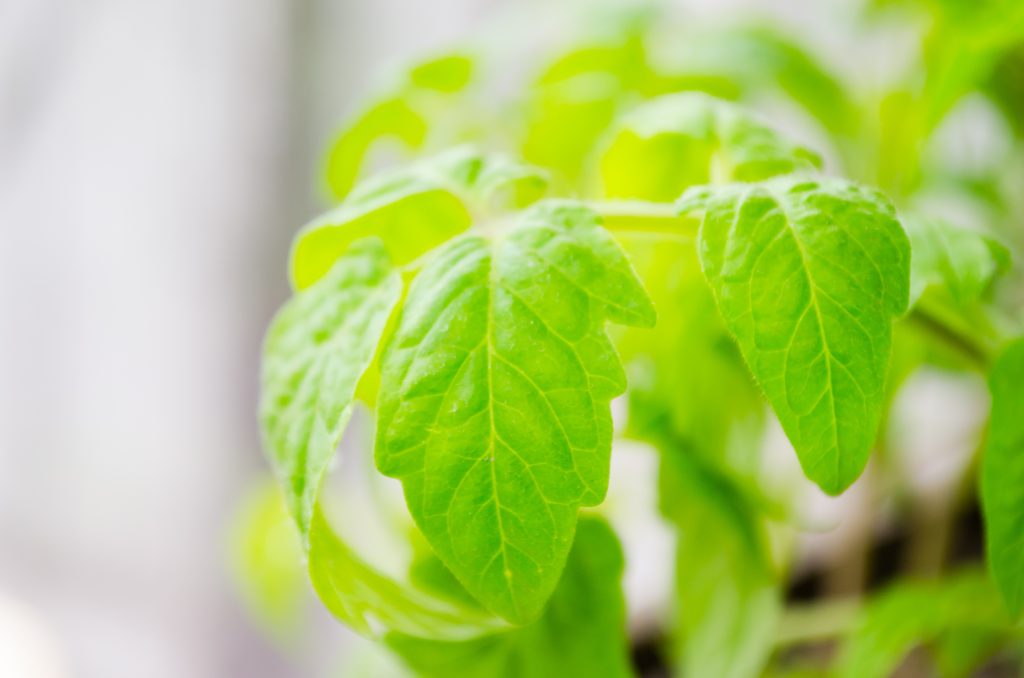 branch-plant-leaf-flower-food-green-1339163-pxhere.com Plantsaftanalys