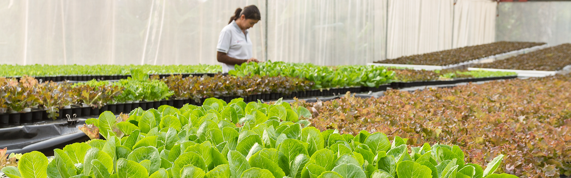 Sallad_1920x600