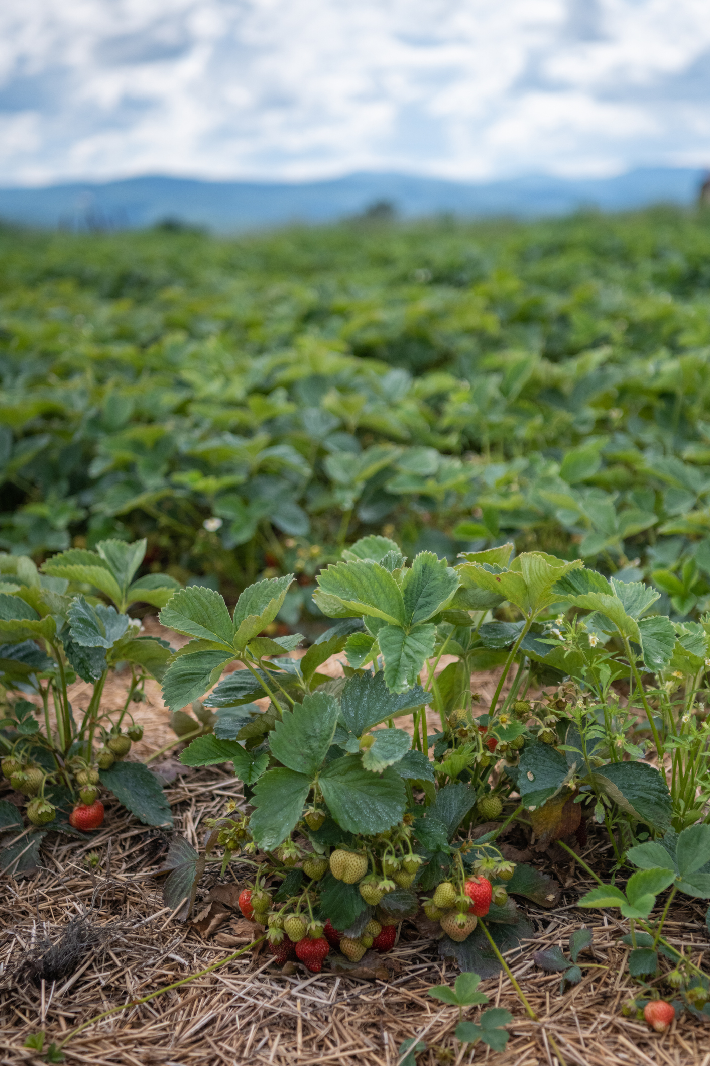 Vermont Farm Strawberry Field