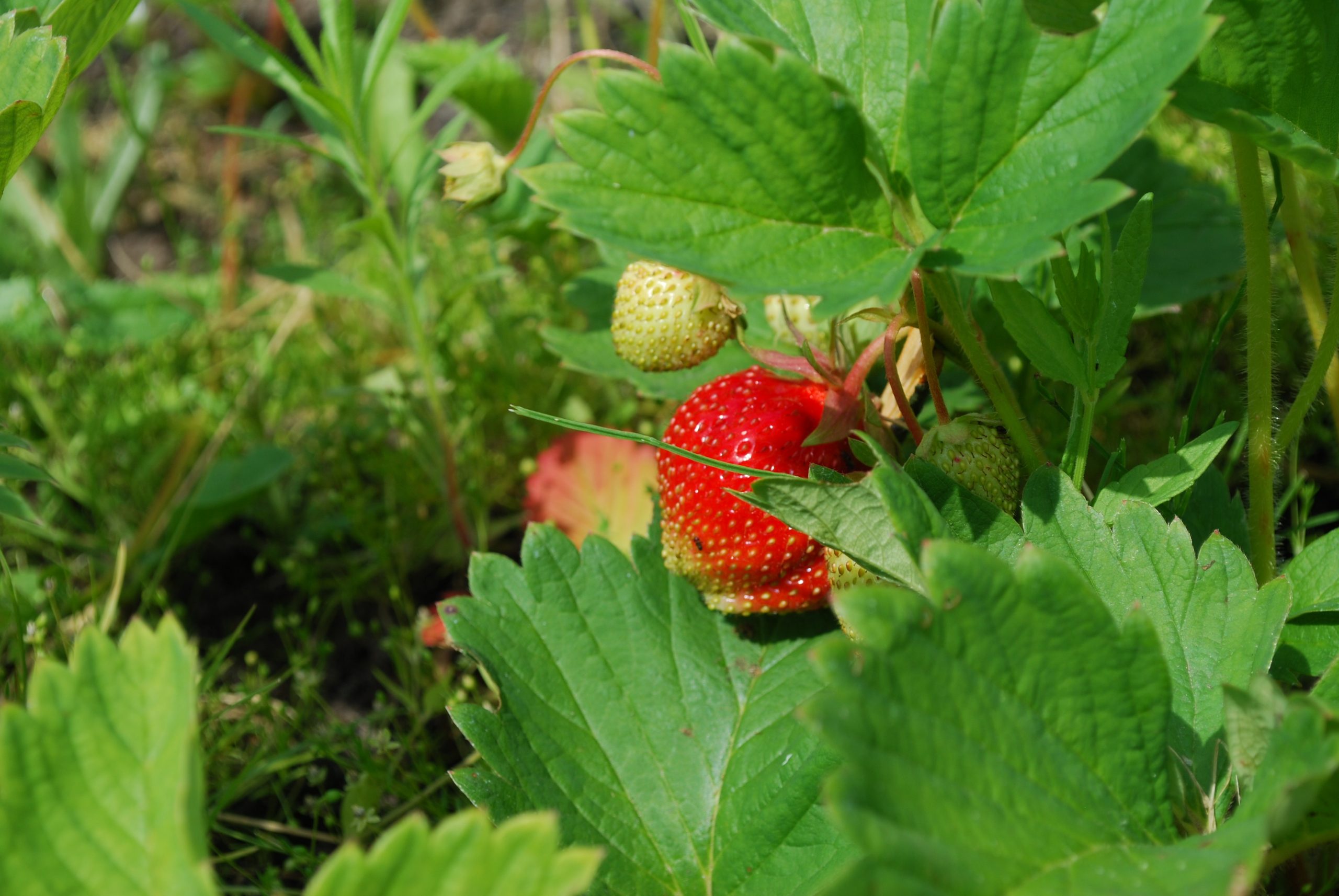 plant-fruit-berry-leaf-flower-ripe-1390359-pxhere.com plantsaft, jordgubbar