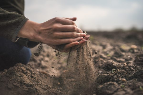 Female hands pouring a black soil in the field. Female agronomist testing a quality of soil. Concept of agriculture. jord, fält