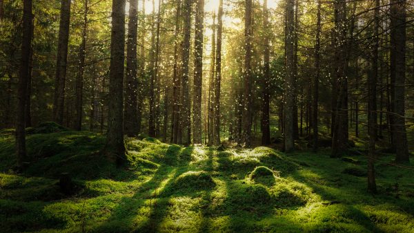 Magical fairytale forest. skog och skogsplantskola