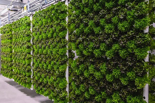 ljusgårda, hydroponisk odling, vertical farming