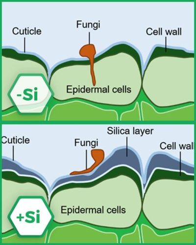 _large_silica-layer